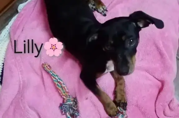 Lost Mini Dachshund Needs Meds - Pretoria