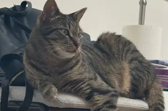 Lost Shy Cat Tabu - Talbot Rd, Launceston