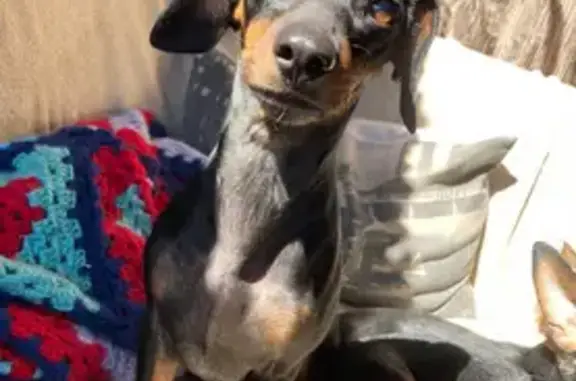 Lost Black Sausage Dog in Centurion