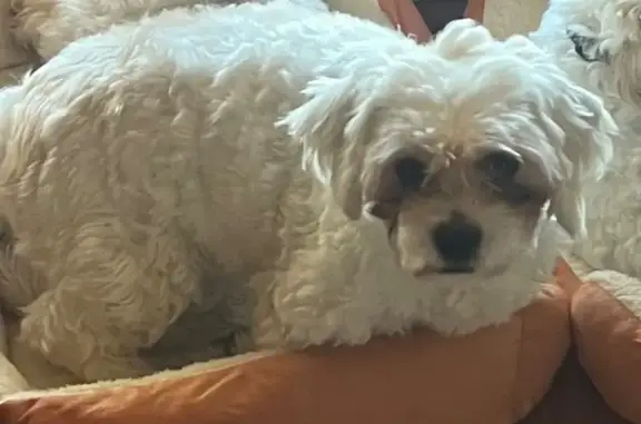 Lost White Maltese Shih Tzu in...