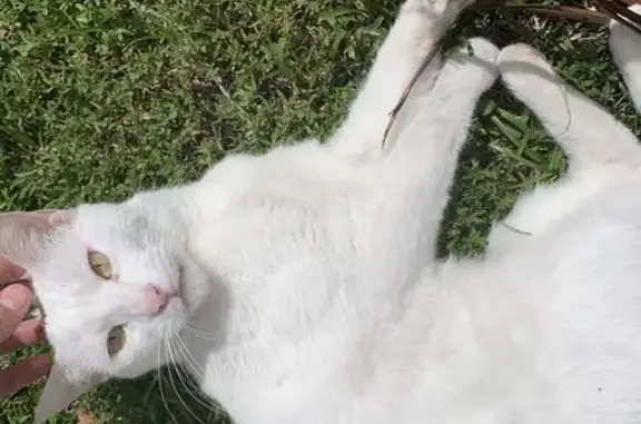 Lost pets Miami, photo: Lost: Affectionate White Cat in Miami