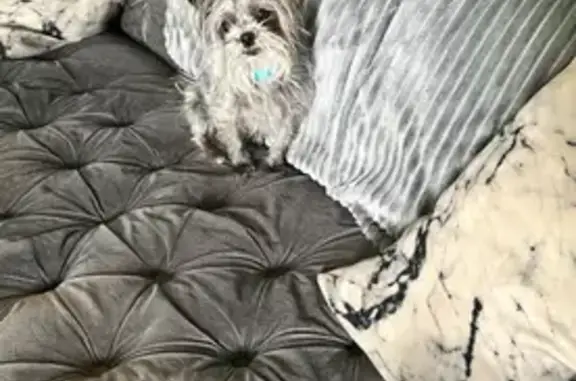 Lost Silver Yorkie on Weron Ln, Cincinnati