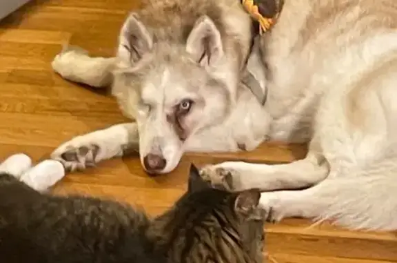Missing dog Knoxville, photo: Lost Blind Husky: Help Find Windihill