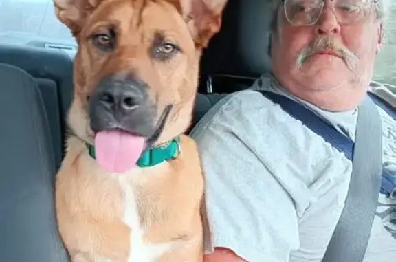 Lost Dog: Brown with White Chest, Sparta