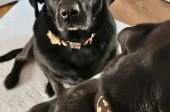 Lost Black Lab: Wonder Woman Collar - photo