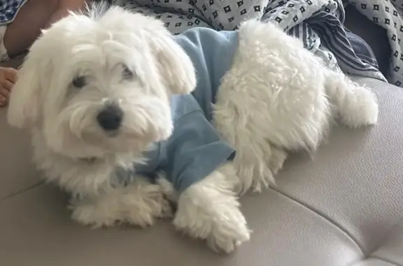 Missing dog Florida City, photo: Lost: Friendly White Dog in Brownsville