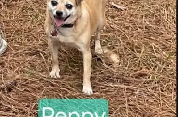 Lost Dog: Peppy, 18 lbs, Oak Hill Dr - photo