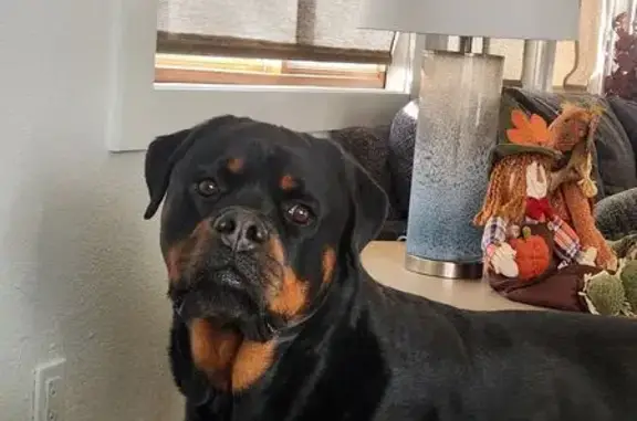 Lost Dog: Friendly Axle in Colorado - photo