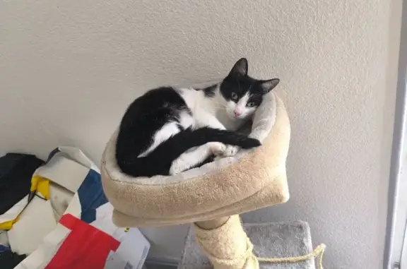 Chatte perdue : noire et blanche, yeux verts - photo