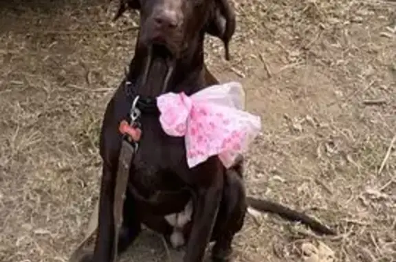 Lost Red Liver Puppy in Cairns - Help!