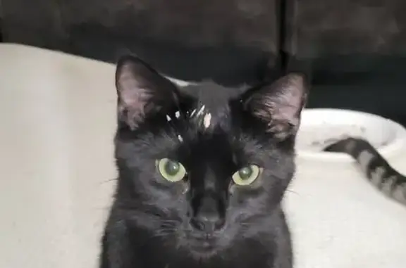 Lost Black Cat: Friendly, Needs Caution - photo