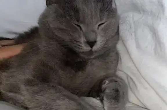 Зникла сіра кішка в Одесі, вул. Дальницька