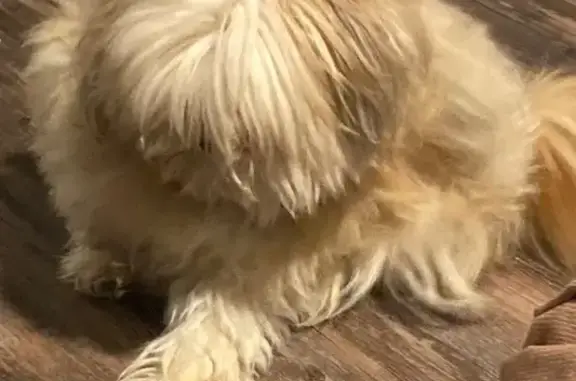 Lost Tan Dog: Grumpy, Escaped in Mesa