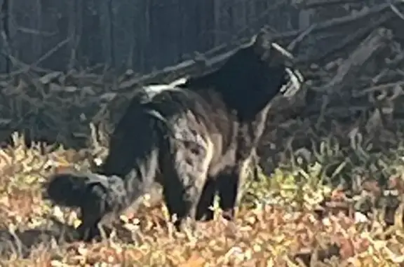 Found cat Dacono, photo: Sweet Black Cat Found on Glen Dale Ct