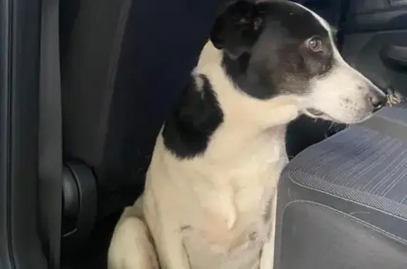 Found Black/White Dog at Kovsi...