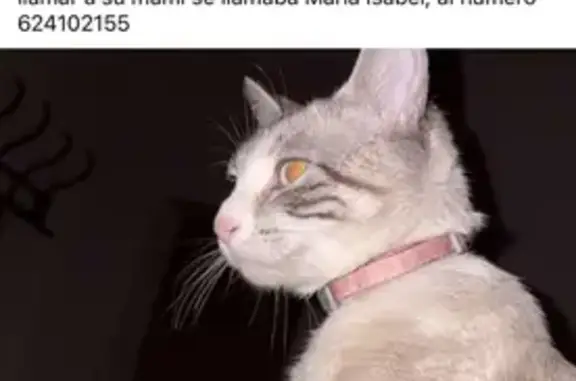 Gato Perdido: Blanco y Gris en...