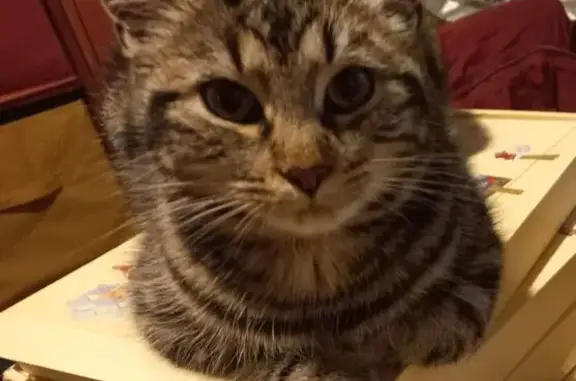 Chat perdu, 8 mois, tigré gris, Le Mans - photo