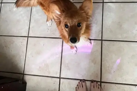 Lost Red Dog Juno - Reward for Return