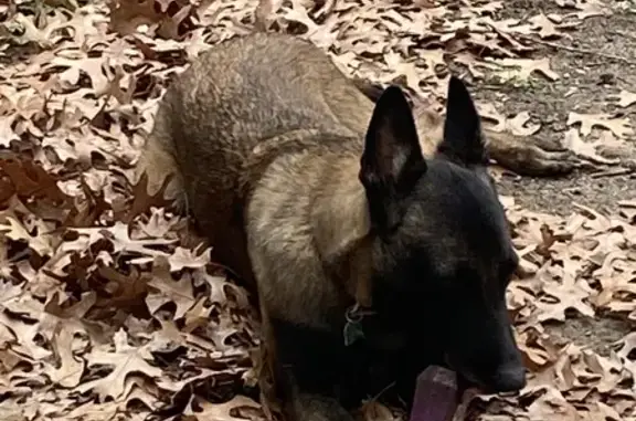 Lost Belgian Malinois in San Antonio