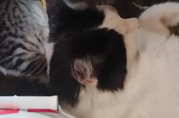 Lost Tuxedo Cat: West Peoria Ave, Glendale - photo