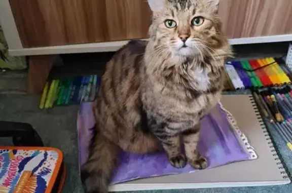 Lost Shy Cat: Brown, Green Eyes, Raleigh St