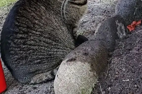 Lost Cat Stella: Friendly, Shy on Pine Ave