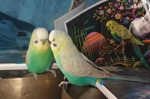 Lost Budgie: Yellow/Green, George St Sydney