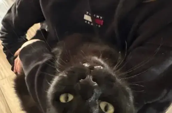 Chat perdu yeux jaunes Béziers Francis - photo