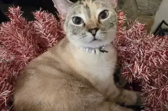 Lost Grey & White Cat: Blue Eyes, Skiddish