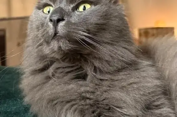 Fluffy Grey Cat Lost on Vesperdene Rd