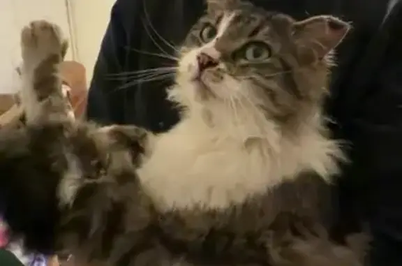 Chat perdu : Gautier, blanc et gris, Gagnac - photo
