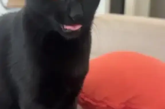 Lost pets Tampa, photo: Lost Black Cat with Orange Eyes in Tampa