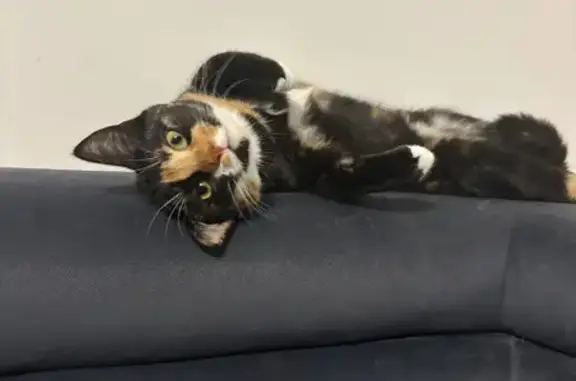 Animaux perdus , photo: Chatte perdue à Hautmont, craintive