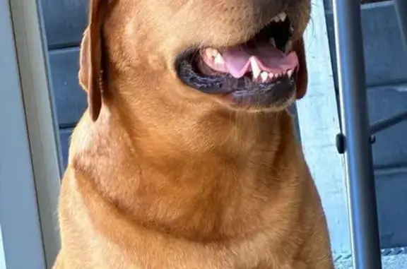 Lost pets , photo: Lost Brown Labrador in Knox City, VIC