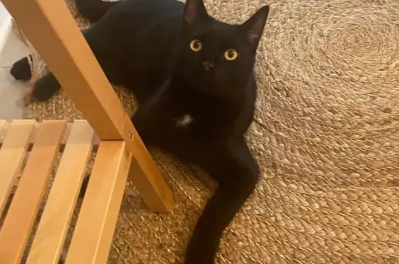 Chat noir perdu, craintif à Orvault - photo
