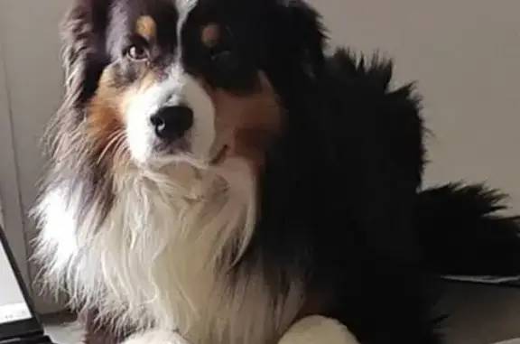 Chien perdu Le Breil-sur-Mérize, photo : Berger australien perdu à Le Breil-sur-Mérize