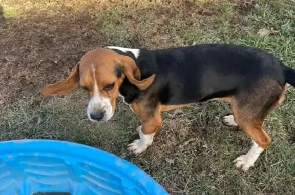 Found dog Mount Hope, photo: Friendly Found Dog on Prosperity Road