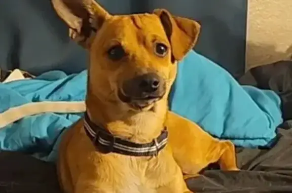 Lost pets Mesa, photo: Lost ChiWeenie: Floppy & Straight Ears!