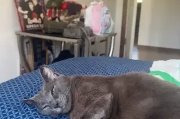 Lost pets Hobart, photo: Lost Grey Cat: Raspy Meow, Clipped Ear