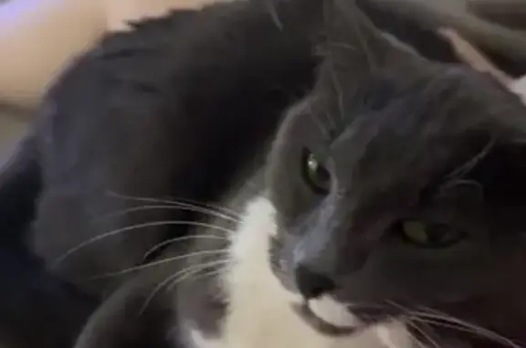 Lost Grey Cat: White Mustache,...