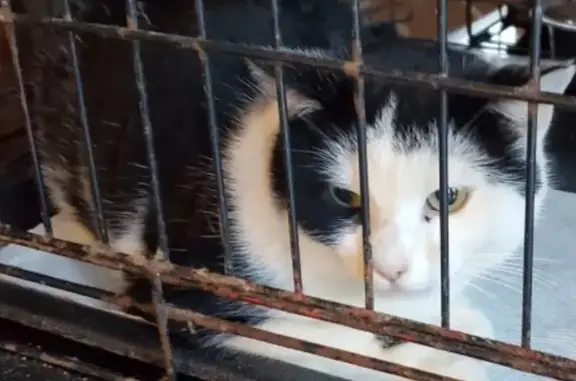 Found cat , photo: Friendly Black & White Cat Found in Staunton