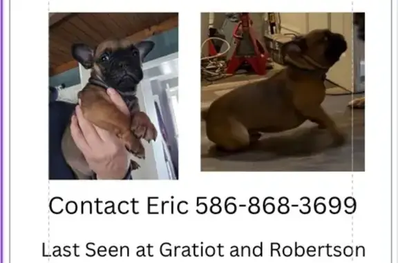 Lost Dog: Reddish Brown, Blue Collar