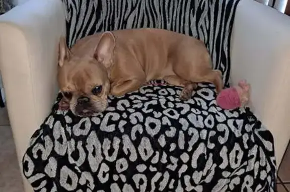 Lost Dog on Dean Acre Dr, Orlando