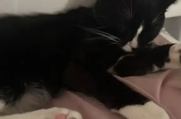 Lost Tuxedo Cat: Changed Behavior Alert