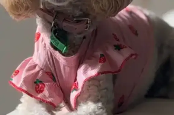 Lost Toy Poodle: Calm Approach Needed