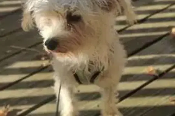 Lost: Lulu, Energetic 2-Year-Old Mutt