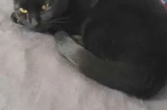 Gatos perdidos, , foto: ¡Gata Negra Perdida en Chicoloapan!