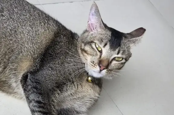 Crippled Cat Missing in Singap...