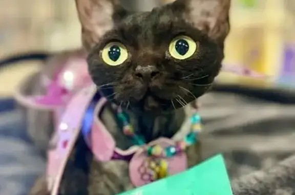 Lost pets Hornsby Shire, photo: Lost Devon Rex Cat: Unique & Wavy Coat