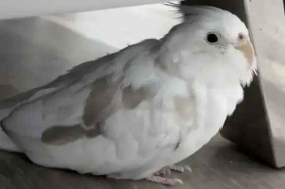 Lost Cockatiel: Help Find Our...